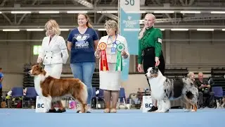 Australian Shepherd World dog show 2025 Live Stream 