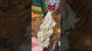 My local grow store has a Purpl Pro tester #atlasseed #acinfinity #nasc Banana cream sundae