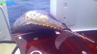 TOP 5 Big Fish Caught in the Sea//Топ 5 Больших Рыб Выловленных в море