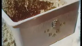 hobart penitentiary convict (enhanced)
