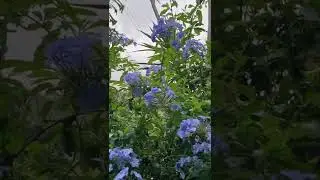Plumbago auriculata, the cape leadwort, blue plumbago or Cape plumbago, attracting hawk moth