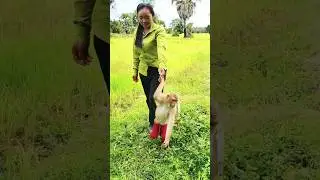 Great Day! Mom Follow SokYaa To VisitGreen Rice At Field#AnimalLovers Unite#MonkeySokYaa#trending