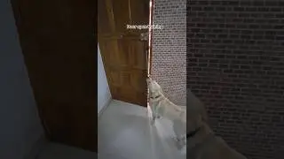 door open training tips #like #subscribe #pets #labrador #dog ##dogtraining #dogshorts #subscribe