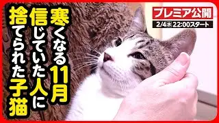 【子猫 保護】人が大好きなのに突然捨てられてしまった子猫を保護しました