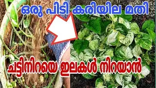 Money plant Tips | മടിയൻ മാർക്ക് ചെടി വളർത്താൻ എളുപ്പവഴികൾ | Money plant