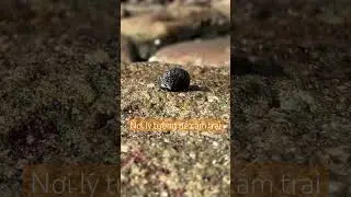 I will experience and camp at this rocky beach #dailyvlog #discovery #beach #camping #shorts #rocky