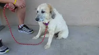 Lytle dog Adeline