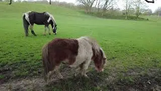 Copyright-Free - Animal - Horse -  Stock Footage - Royalty-Free Footage for Your Projects