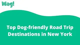 Top Dog-friendly Road Trip Destinations in New York | Wag!