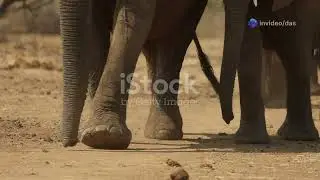 I study the pyramids, the pyramids were not built by elephants but with the help of elephants.