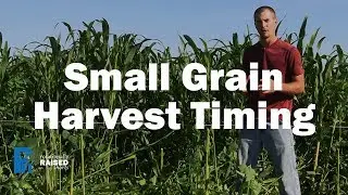 Small Grain Harvest Timing