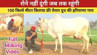 रोने नहीं दूंगी जब तक रहूंगी , 100 किलो मीटर किराया फ्री , Full Milking Video Haryana Cow ,