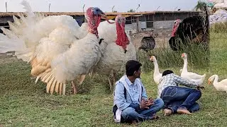Pigeons And Other Birds Breeding Progress At Our New Farm.