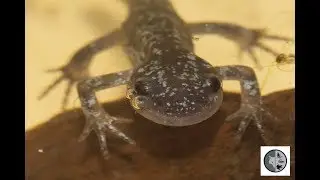 Salamandre à points bleus, de l'oeuf à l'adulte/Blue-spotted salamander, from egg to adult