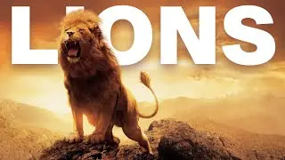 Why Are Lions Getting Extinct