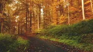 EuphoricSounds- Tranquil Days
