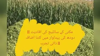 Corn silage and milk production ll Vital tip for small farmers