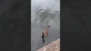 Hand feeding a goose