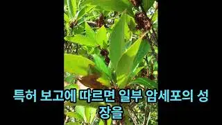 육박(六駁)나무[Actinodaphne lancifolia]