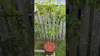 A few experiments in the garden this summer #garden #ihavethisthingwithplants #cherrytree #tomatoes