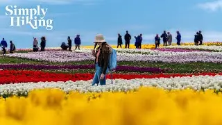 Silent Walking Tour of Tasmania Tulip Farm | Frame TV Art | Table Cape