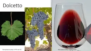 Grape Variety #36: Dolcetto