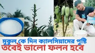 শক্তিশালী ক্যালসিয়াম/মুকুল কে ধরে রাখবে আঠার মত#গাছে হবে বাম্পার ফলন#calcium for gardening#