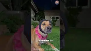 Fireworks Are Scary&hellip;Brave Dog Wears His Ear Muffs 🐶🎆