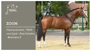 Zoom 2021 Zweiter im Prix St George beim Balve Optimum