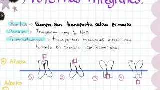 Histolog&iacute;a 1: c&eacute;lula, membrana, transporte y tejido conjuntivo 🧬
