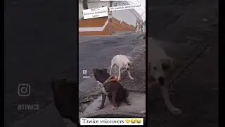 #T2wice #T2wiceVoiceovers #JustLaughs #FunnyVideos #Paws #Claws #😎🤝😂