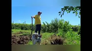MAMAIA SAPĂ CEAPA🧅🧑&zwj;🦳 SI NOI CU H&Acirc;RLEȚUL SI FOARFECA 😄🍓🍇❤️ 