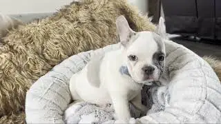 Ulysses | Blue Pied French Bulldog Male