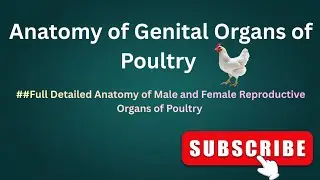 Anatomy of Reproductive Organs of Poultry || Male and Female Reproductive System of Poultry (Birds) 
