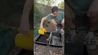 Выращиваю овсяницу для своих морских свинок