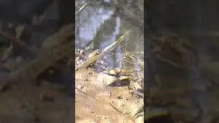 Chinook and coho salmon juveniles in newly restored creek.