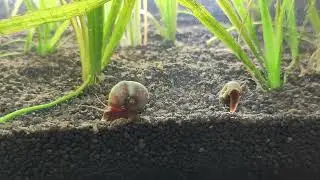 Filterloses Fensterbankaquarium Tag 18