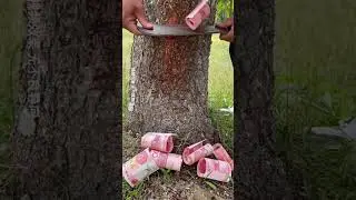 REAL LIFE MONEY TREE 💸🌲