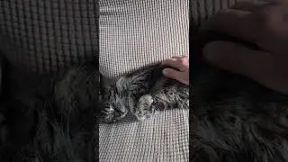 Bob sleeping away on his chair earlier today,🤗🤗 #cat #cats #catshorts #catvideos #cutecat #catlovers