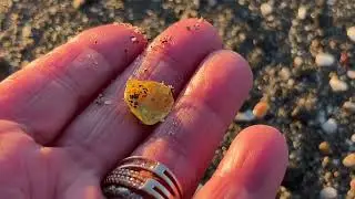 Costa del sol January 19' / Peace and strange sea animals Calahonda Royal Beach/ Spain 