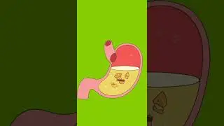 stomach green screen video #cartoon #animation #viral #greenscreen #stomach #shorts