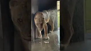 Lion Female Shower🦁🙂🚿#lion #shower #wildcats #bigcats #youtubeshorts #animals #Usama's Tigers