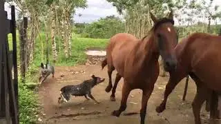 🐕‍🦺 Boyero australiano trabajando - Perros Arreando Caballos - Boyero Australiano 🐴