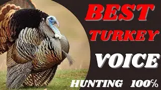 Best  turkey  voice  for hunt .100℅ success in hunting