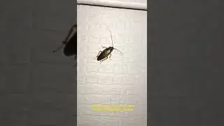 Bug-A-Salt in action 🪰🔫