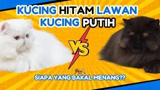 Kucing Hitam VS Kucing Putih mana yang akan menang? | Olive Cats