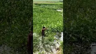 Best Rohu Fishing 🎣 #viral #fishing #hugefish #fishspecies #rohu #catch #bait #snakeheadfish #comedy