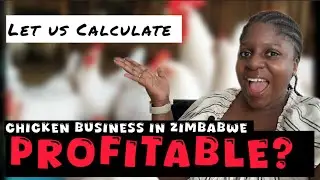 $1000 PROFIT IN A CHICKEN BUSINESS IN ZIMBABWE