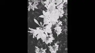 The Flower Garden 