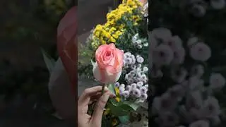 Flowers #flowers #rose #pinkrose #shortvideo #trending #beautiful